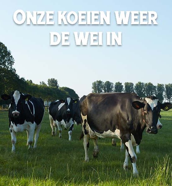 Onze dames weer in de wei
