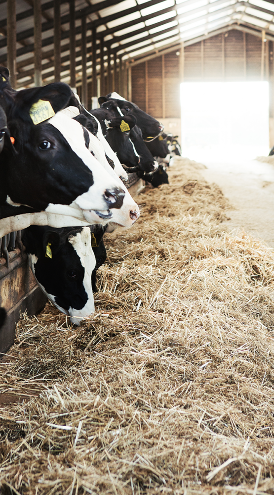 Doorlopende vacature weekend-/vakantiekracht boerderij