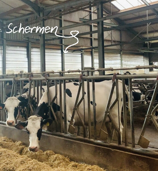 Onze dames houden zich warm